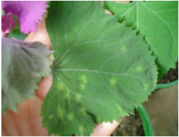 Image for - Tobacco streak virus Isolated from Lettuce