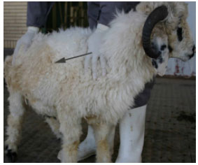 Image for - Localized Seborrhoeic Dermatitis with Hyperhidrosis Due to Mite Infestation in an Iranian Cross-Breed Ram
