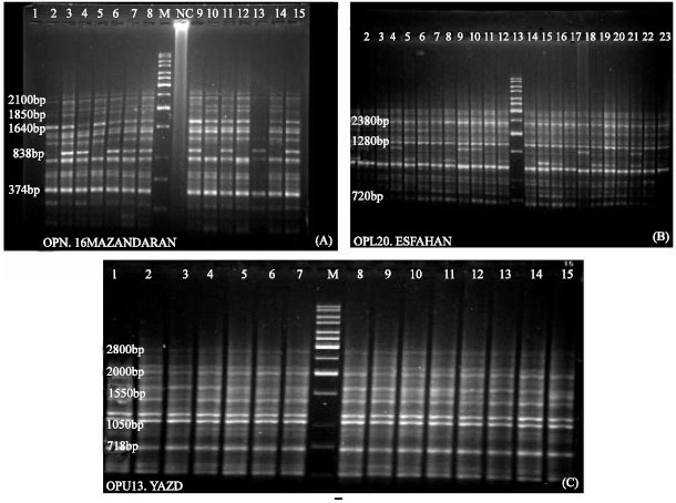 Image for - Evaluation of Genetic Variability and Distances among Five Iranian Native Chicken Populations using RAPD Markers