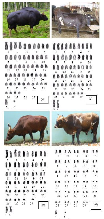 Image for - Karyotype of Malayan Gaur (Bos gaurus hubbacki), Sahiwal-Friesian Cattle and Gaur x Cattle Hybrid Backcrosses
