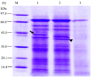 Image for - Differential Expressed Protein in Developing Stages of Nepenthes gracilis Korth. Pitcher