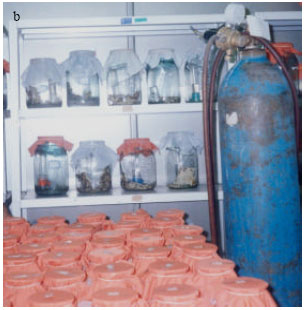 Image for - Iranian Non-Responding Contact Method German Cockroach Permethrin Resistance Strains Resulting from Field Pressure Pyrethroid Spraying