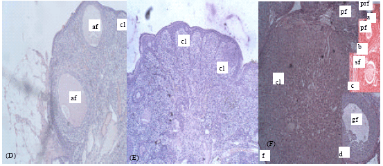 Image for - Dose-Dependent Effects of Endosulfan and Malathion on Adult Wistar Albino Rat Ovaries