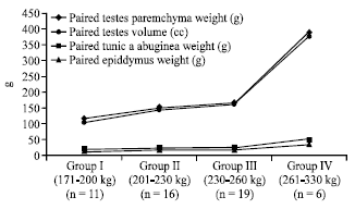 Image for - Live Weight Related Changes in the Sperm Production Capacity of White Fulani (Bos indicus) Cattle I: Testicular Histomorphometry