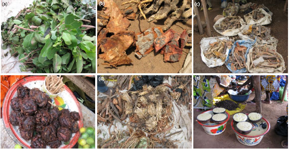Image for - Medicinal Plants used in Traditional Medicine in the Centre East Region of Burkina Faso