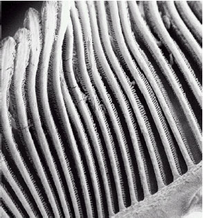 Image for - Gills of the Snow Trout, Schizothorax curvifrons Heckel: A SEM Study