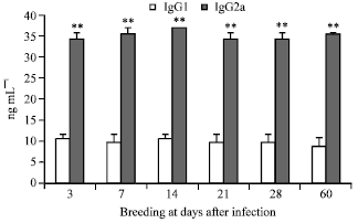 Image for - Effects of Brucella abortus Biotype 1 Infection on the Reproductive Performance of Sprague-Dawley Rats