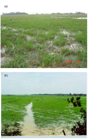 Image for - Molecular Analysis of Utility of a Retrotransposon, p-SINE1-r2 in the Asian Wild Rice and Weedy Rice Populations