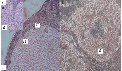 Image for - Dose-Dependent Effects of Endosulfan and Malathion on Adult Wistar Albino Rat Ovaries
