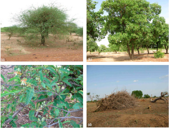 Image for - Study of Floristic Diversity and the Structural Dynamics of Some Species Providers of Non Woody Forest Products in the Vegetable Formations of the Centre East of Burkina Faso