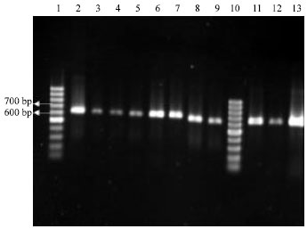 Image for - Detection of Cucumber mosaic virus and Typing Using Serological and Molecular Methods in Razavi Khorasan Province