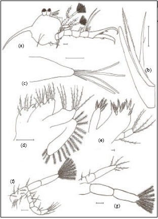 Image for - Morphology of the Zoeal Stages of Hexapus sexpes Fabricius, 1798 (Decapoda, Brachyura, Hexapodidae) Reared in the Laboratory