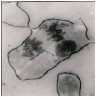 Image for - Cytological and Toxicological Properties of a Decoction Used for Managing Tumors in Southwestern Nigeria