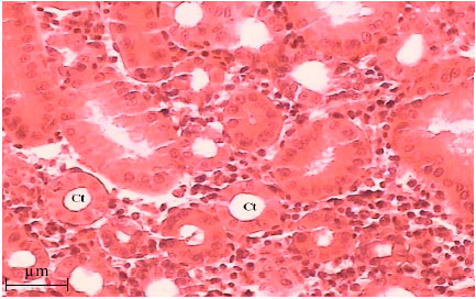 Image for - Morpho-Histological Study of Kidney in Farmed Juvenile Beluga, Huso huso (Linnaeus, 1758)