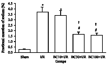 Image for - Protective Effect of Beta Carotene Pretreatment on Renal Ischemia/Reperfusion Injury in Rat