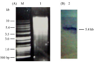 Image for - Non-Radioactive Labeled Probe Preparation for hbs Gene Detection