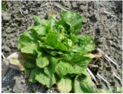 Image for - Tobacco streak virus Isolated from Lettuce