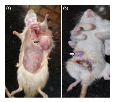 Image for - Chemopreventive Potential of Genistein and Daidzein in Combination during 7,12-dimethylbenz(a)anthracene (DMBA) Induced Mammary Carcinogenesis in Sprague-Dawley Rats