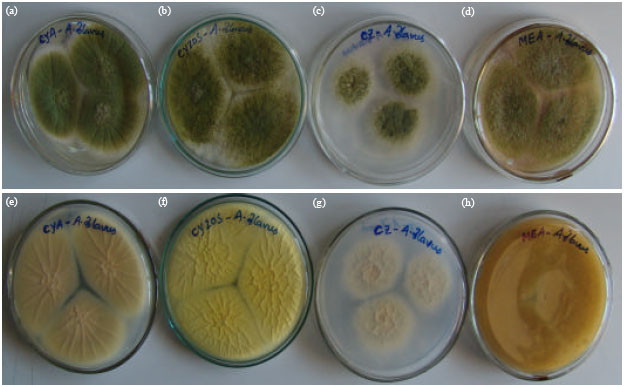 Image for - Morphological Identification of Foodborne Pathogens Colonizing Rice Grains in South Asia