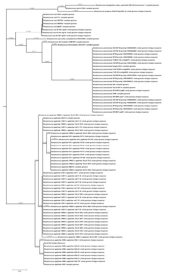 Image for - Identification and Characterization of Streptococcus agalactiae Isolates using 16S rRNA Sequencing and Cellular Fatty Acid Composition Analysis