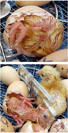 Image for - Safety of Human Therapeutic Morphine Vaccine Employing Lohmann Specific Pathogen Free Eggs
