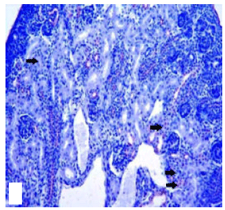 Image for - Pattern of Laminin Expression during Kidney Morphogenesis in Balb/c Mice