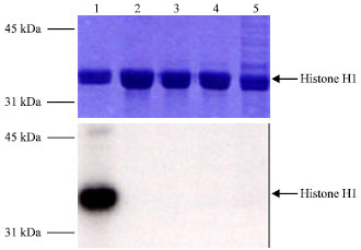 Image for - Molecular Cloning, Characterization and Overexpression of a Novel Cyclin from Leishmania mexicana