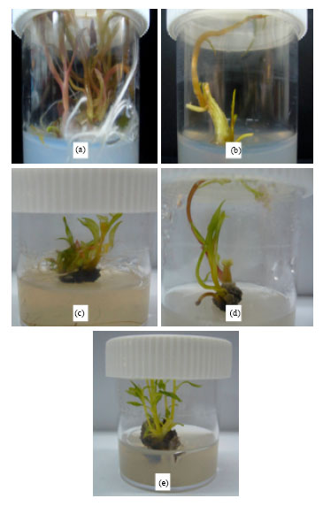 Image for - Effects of Different Organic Additives on in vitro Shoot Regeneration of Celosia sp.