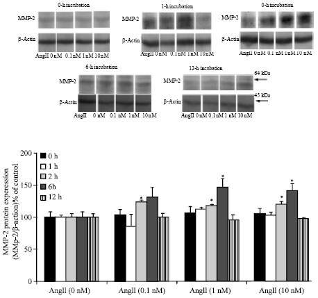 Image for - AT1 Receptors Activation Enhances the Expression of MMP-2, MMP-13 and VEGF but not MMP-9 in B16F10 Melanoma Cells
