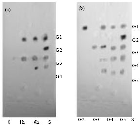 Image for - Purification of an Antifungal Endochitinase from a Potential Biocontrol Agent Streptomyces griseus