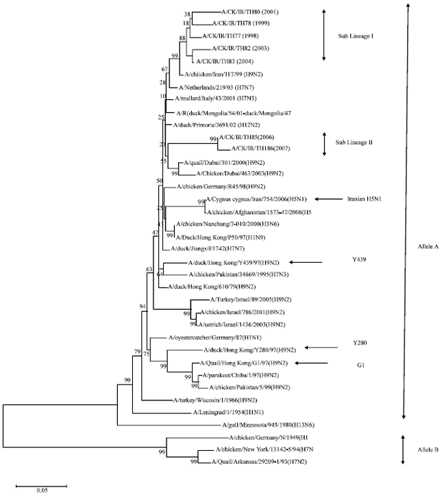 Image for - Phylogenetic Study on Nonstructural (NS) Gene of H9N2 Isolated from Broilers in Iran During 1998-2007