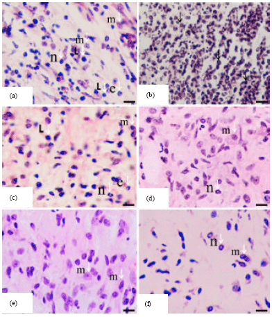 Image for - Influence of Nigella sativa Fixed Oil on Some Blood Parameters and Histopathology of Skin in Staphylococcal-Infected BALB/c Mice