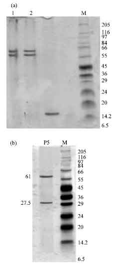 Image for - Immunosuppressive Proteins Isolated from Spiral and Coccoid Cytoplasmic Solutions of Helicobacter pylori