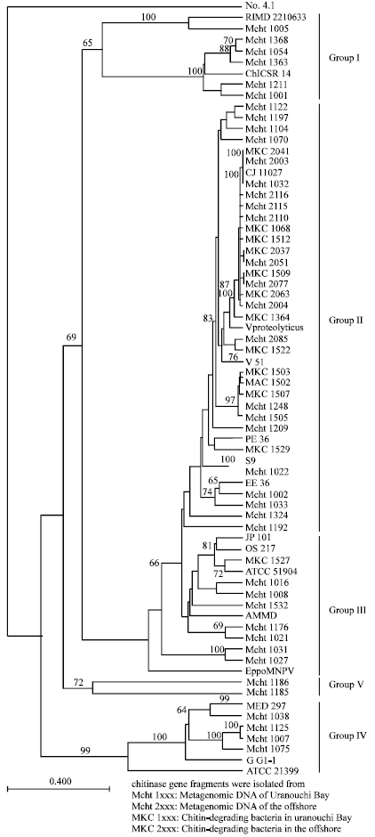 Image for - Novel Chitinase Genes from Metagenomic DNA Prepared from Marine Sediments in Southwest Japan