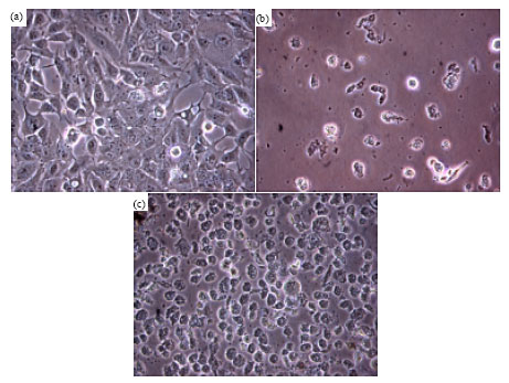 Image for - Cytotoxic Effect of Organotin(IV) Benzylisopropyldithiocarbamate Compounds on Chang Liver Cell and Hepatocarcinoma HepG2 Cell