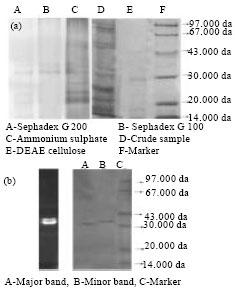 Image for - Purification of an Antifungal Endochitinase from a Potential Biocontrol Agent Streptomyces griseus