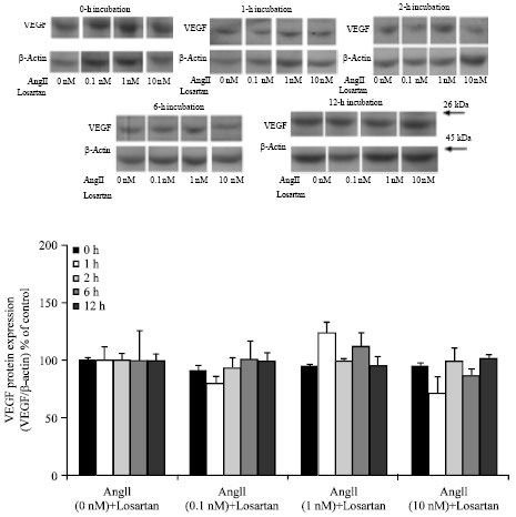Image for - AT1 Receptors Activation Enhances the Expression of MMP-2, MMP-13 and VEGF but not MMP-9 in B16F10 Melanoma Cells