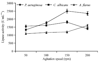 Image for - Optimization of Process Parameters Influencing the Submerged Fermentation of Extracellular Lipases from Pseudomonas aeruginosa, Candida albicans and Aspergillus flavus