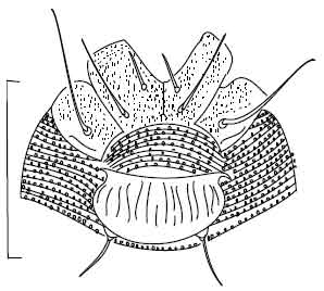 Image for - New Records of Eriophyoid Mites (Acari: Prostigmata: Eriophyoidea) from Saudi Arabia
