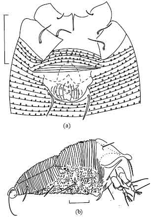 Image for - New Records of Eriophyoid Mites (Acari: Prostigmata: Eriophyoidea) from Saudi Arabia
