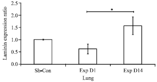 Image for - Effects of Maternal Nicotine Exposure on Expression of Laminin Alpha 5 in Lung Tissue of Newborn