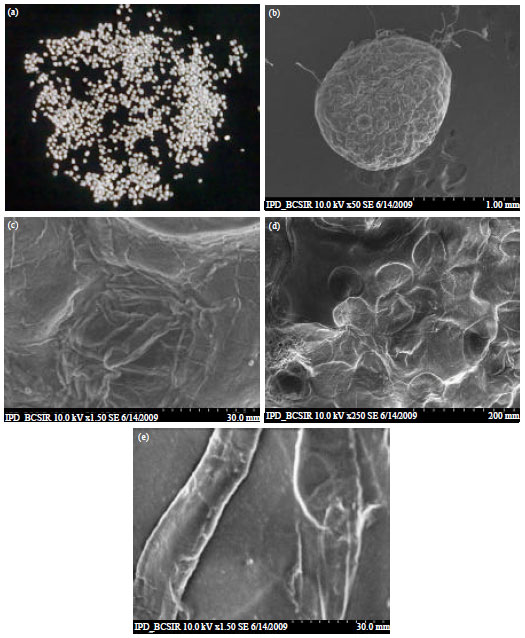 Image for - Preparation and Evaluation of Gastroretentive Floating Pellets of Metronidazole Using Na-alginate and Hydroxyl Propyl Methyl Cellulose Polymers