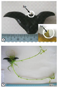 Image for - Germination and Seedling Development of Trapa bispinosa Roxb
