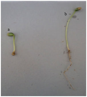 Image for - Soybean Growth-promotion by Pseudomonas sp. Strain VS1 under Salt Stress