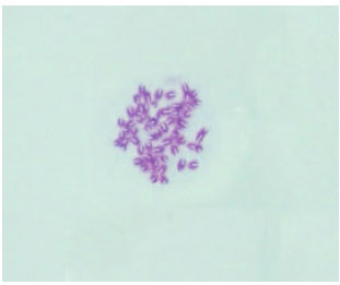 Image for - Analysis of Chromosome and Karyotype in Bali Cattle and Simmental-bali (Simbal) Crossbreed Cattle