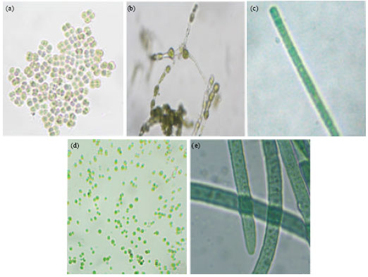Image for - Evaluation of Efficient Extraction Methods for Recovery of Photosynthetic Pigments from Microalgae