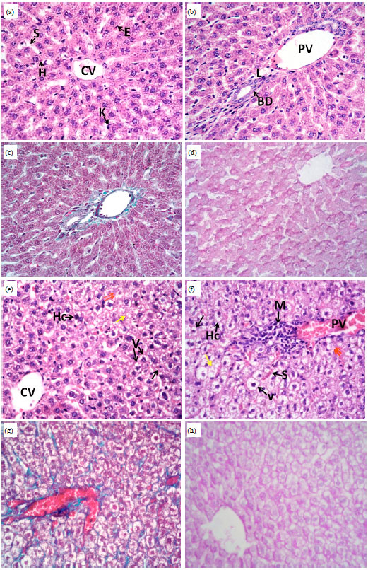 Image for - Cytotoxic Effect of Aspartame (Diet Sweet) on the Histological and Genetic Structures  of Female Albino Rats and Their Offspring