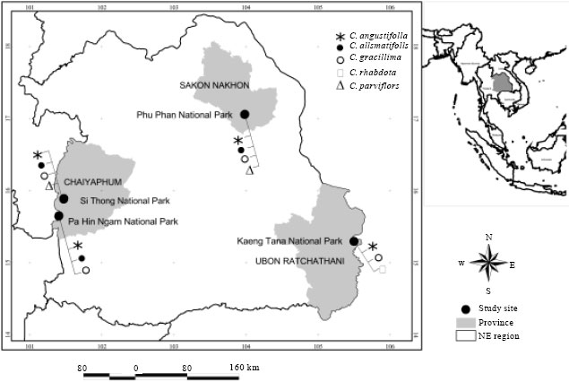 Image for - Geographic Distributions and Ecology of Ornamental Curcuma (Zingiberaceae) 
  in Northeastern Thailand