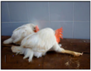 Image for - Recent Trends in Diagnosis and Control of Marek’s Disease (MD) in Poultry
