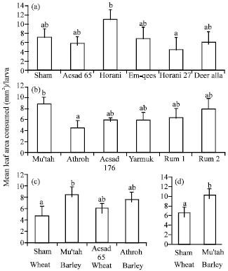 Image for - Effect of Field History on the Cereal Leafminer Syringopais temperatella  Led. (Lepidoptera: Scythrididae) and its Preference to Different Wheat and Barley  Cultivars